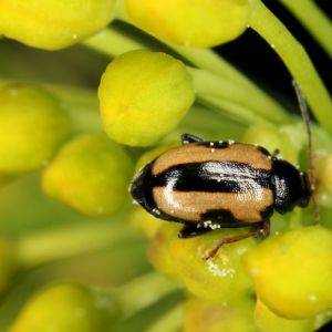 Striped Flea Beetle – Phyllotera striolata get a quote