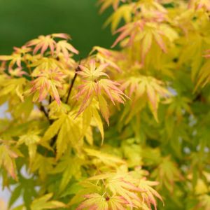 Acer palmatum ‘Orange Dream’ – Orange Dream Japanese Maple – Maple get a quote