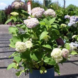 Hydrangea ‘Endless Summer’ get a quote