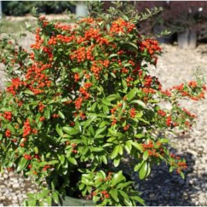 Pyracantha ‘Mohave bush’ – Firethorn bush – get a quote