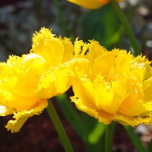Tulipa ‘Hamilton’ – Tulip ‘Hamilton’ get a quote