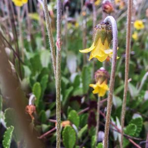 Dryas drummondii – Mountain Avens – get a quote