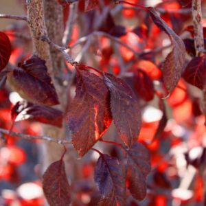 Fraxinus americana ‘Autumn Purple’ – White Ash – Ash – get a quote