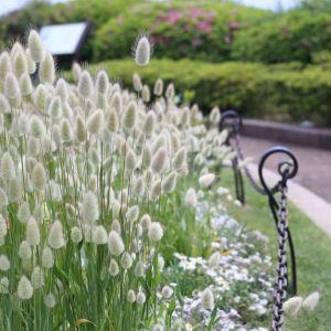 Lagurus ovatus – Hare’s Tail – Hare’s Tail Grass – get a quote