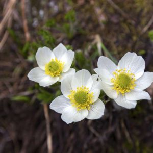 Pulsatilla alpina – Alpine pasque Flower – get a quote