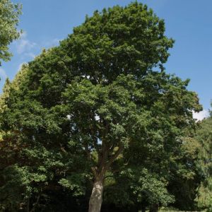 Quercus canariensis – Quercus lusitanica – Quercus mirbeckii – Mirbeck’s Oak – Algerian Oak – Canary Oak- Oak – get a quote