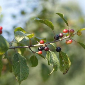 Rhamnus frangula – Alder Buckthorn – Frangula – Buckthorn – get a quote