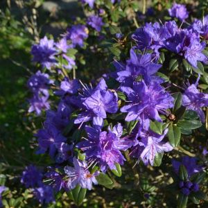 Rhododendron russatum – Azaleas – get a quote