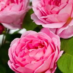 Rosa ‘Constance Spry’ – Rose ‘Constance Spry’ get a quote