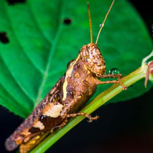 Clearwinged Grasshopper – Camnula pellucida get a quote