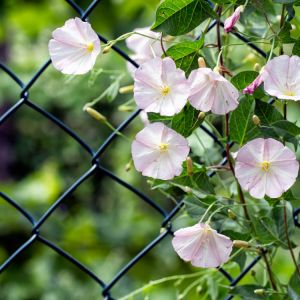 Field bindweed get a quote