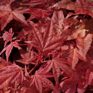 Acer palmatum ‘Corallinum’ – Japanese Maple – Maple get a quote