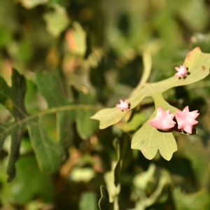 Spined Turban Gall Wasp – Antron douglasii get a quote