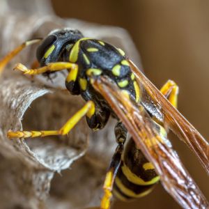 Paper Wasps – Vespidae get a quote