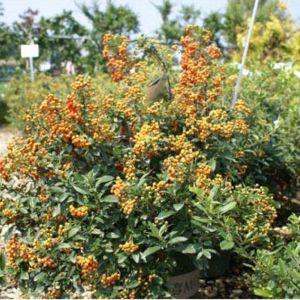 Pyracantha ‘Yukon Belle’ – Pyracantha angustifolia ‘Monon’ get a quote