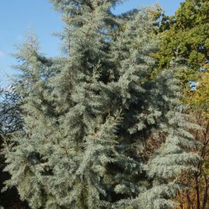 Cupressus a. ‘Blue Ice’ – Cypress – get a quote