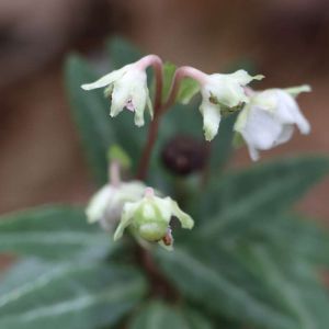 Chimaphila maculata – Spotted Wintergreen – Striped Pipsissewa – Prince’s Pine – get a quote