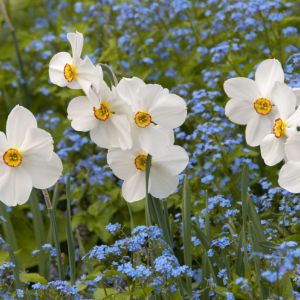 Narcissus ‘Actaea’ – Daffodil ‘Actaea’ get a quote