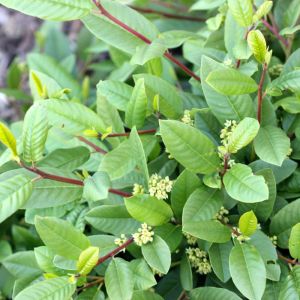 Rhamnus californica – Coffeeberry – California Buckthorn – Frangula californica- Frangula – Buckthorn – get a quote