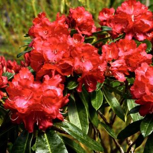 Rhododendron ‘Halfdan Lem’ – Azaleas – get a quote