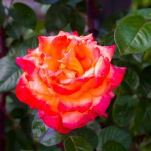 Rosa ‘Glowing Amber’ – Rose ‘Glowing Embers’ get a quote