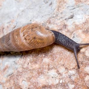 Decollatte Snail – Rumina decollate get a quote