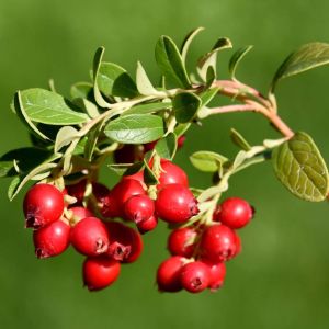 Vaccinium macrocarpon – Oxycoccus macrocarpon – American Cranberry – Blueberry – Cranberry – Huckleberry – get a quote