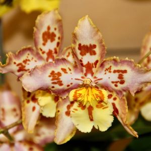 Wilsonara – Orchid get a quote