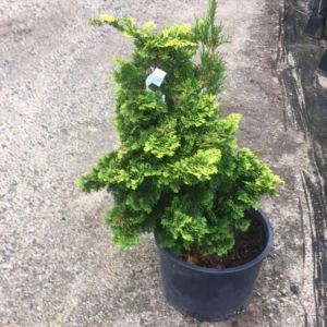 Chamaecyparis obtusa ‘Verdon’ – Cupressus obtusa ‘Verdon’ – Hinoki Cypress – Hinoki False Cypress- False Cypress – get a quote