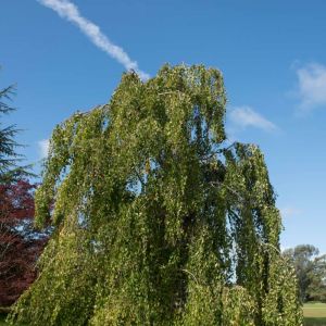 Cercidiphyllum japonicum f. pendulum – Cercidiphyllum japonicum ‘Pendulum’ – Katsura Tree – get a quote