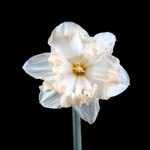 Narcissus ‘Palmares’ – Daffodil ‘Palmares’ get a quote