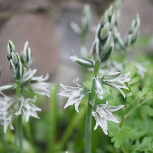 Ornithogalum nutans – Star-of-Bethlehem – get a quote