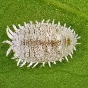 Citrus Mealybug – Planoccoccus citri get a quote