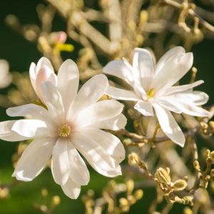 Magnolia stellate ‘Royal Star’ – Star Magnolia get a quote