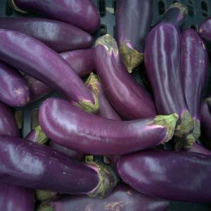 Eggplant – Ichiban Eggplant – Solanum get a quote