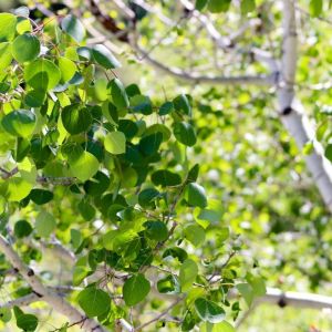 Populus tremuloides – Trembling Aspen – Quaking Aspen – American Aspen get a quote