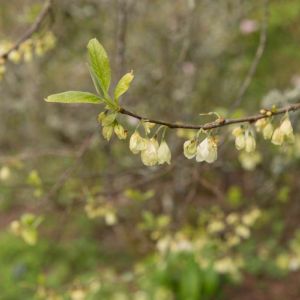 Halesia monticola – Mountain Silverbell – Mountain Snowdrop Tree – Silverbell – Snowdrop Tree – get a quote