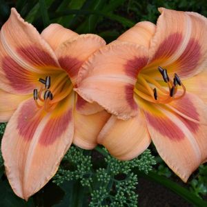 Hemerocallis ‘Real Wind’ – Daylily ‘Real Wind’ get a quote