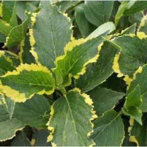 Hydrangea macrophylla ‘Lemon Wave’ – Bigleaf Hydrangea – Garden Hydrangea – Florist’s Hydrangea – get a quote