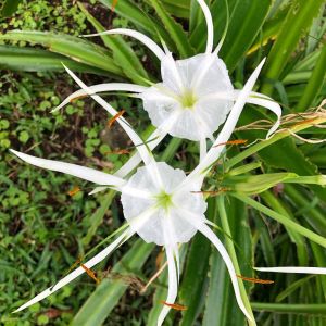 Hymenocallis liriosme – Ismene – Spider Lily – Filmy Lily – Sacred Lily of the Incas – get a quote