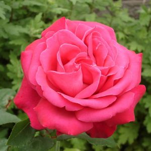 Rosa ‘Fragrant Cloud’ – Rose ‘Tanellis’ – get a quote