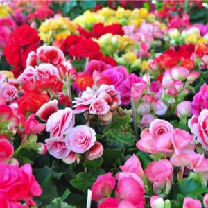 Begonia Assorted get a quote