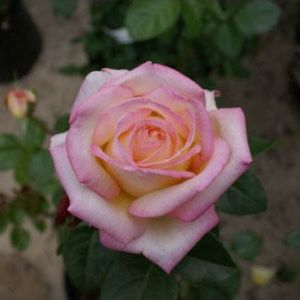 Rosa ‘Peace’ – Rose ‘Peace’ get a quote