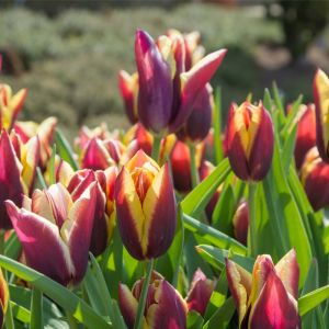 Tulipa ‘Gavota’  – Tulip ‘Gavota’ get a quote