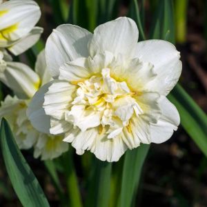 Narcissus ‘Ice King’ – Daffodil ‘Ice King’ get a quote