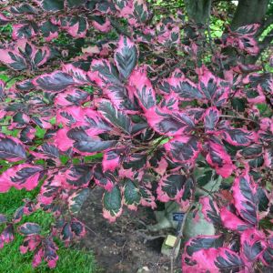 Fagus sylvatica ‘Purpurea Tricolor” – Fagus sylvatica Roseomarginata’ – Fagus sylvatica ‘Tricolor of gardens’ – Common Beech – European Beech – Beech  – get a quote