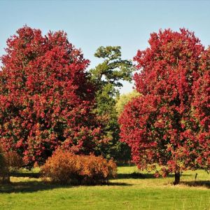 Acer rubrum ‘October Glory’ – Maple get a quote