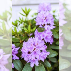 Buy Rhododendron - Azaleas - Plants