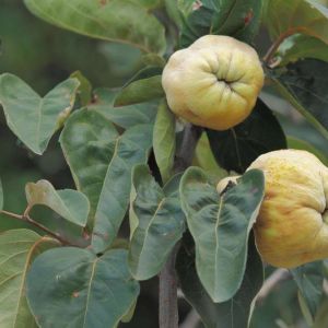 Cydonia oblonga – Common Quince – Quince – get a quote