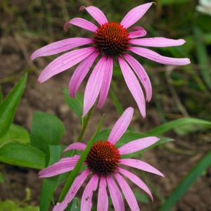 Echinacea angustifolia – Coneflower – get a quote